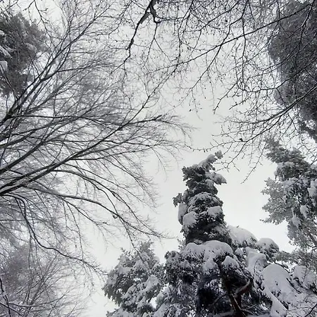 Vanessa Koprivki Area Zar-Kalojan