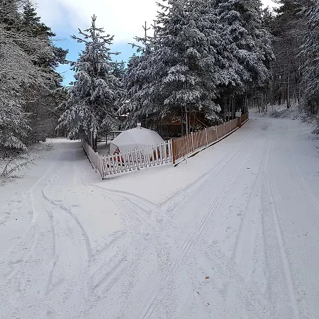 Vanessa Koprivki Area * Zar-Kalojan